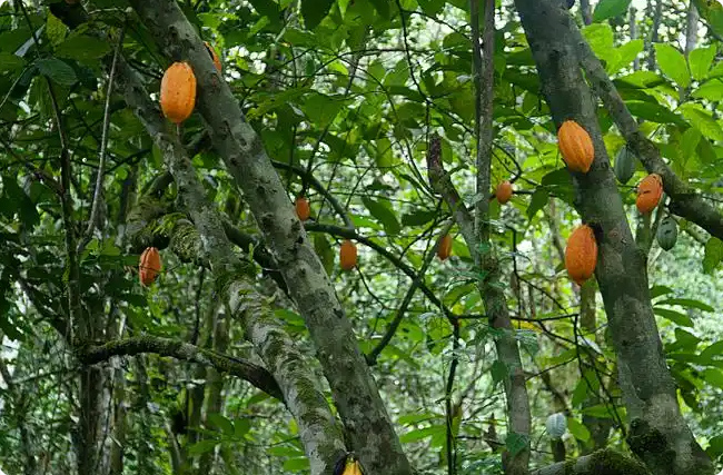 ǿɿ̼ǧfa串w̼к͸